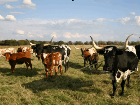 Cows in a field