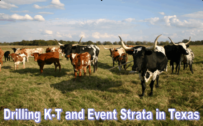 Cows on the field in Texas