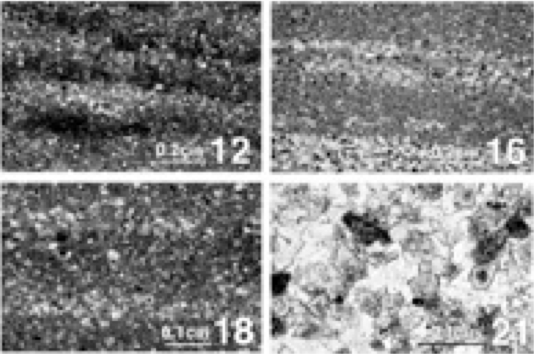 Four limestone lithologies at early stages of dolomitization.
