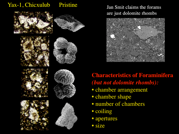 Enhancements of planktic foraminifera