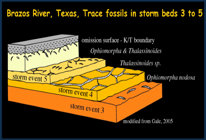 Trace fossils layers illustrating 3-5 storm events