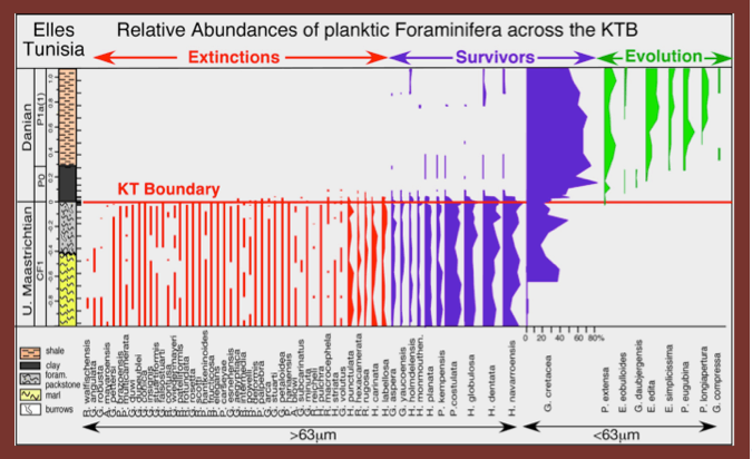 Elles Tunisia sediment chart showing species planktic foraminifera extinction pattern
