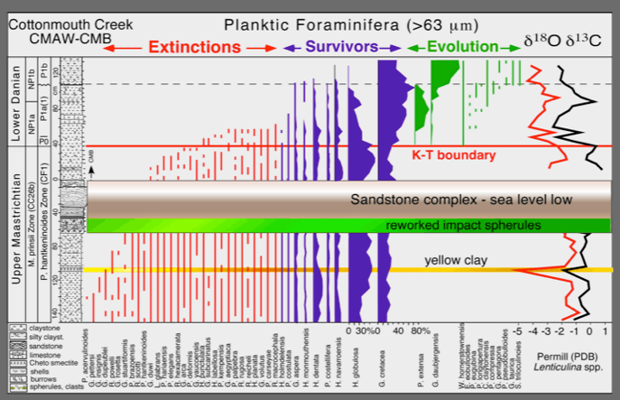 Cottonmouth Creek sediment chart showing species planktic foraminifera extinction pattern