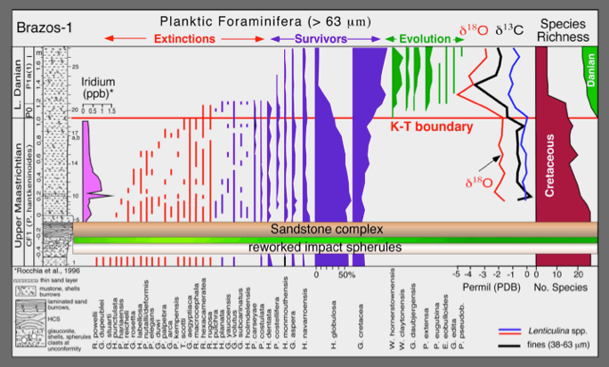 Brazos-1 sediment and species planktic foraminifera going extinct chart