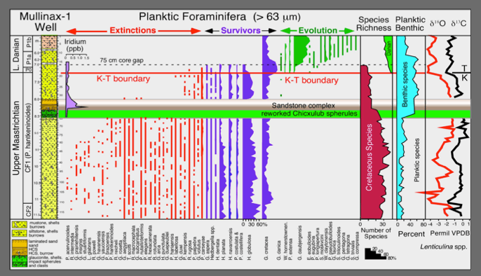 Mullinax-1 Well sediment and species planktic foraminifera going extinct chart