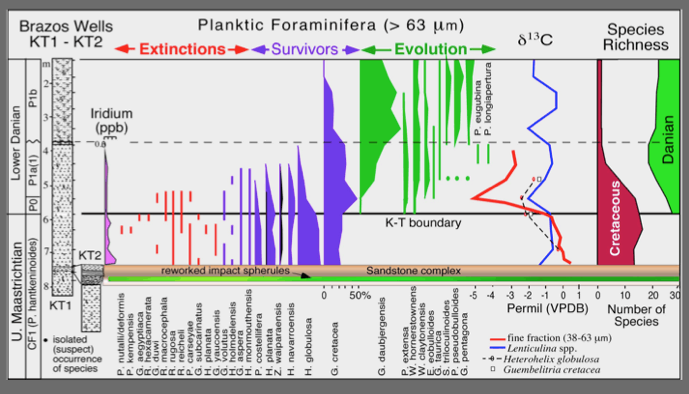 Brazos Wells sediment and species planktic foraminifera going extinct chart