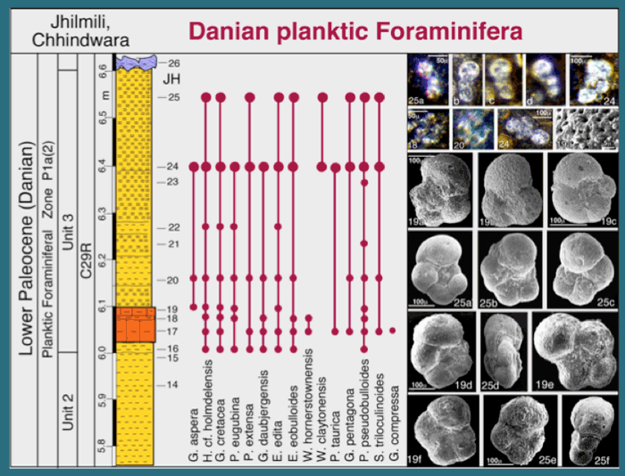 Jhilmili breakdown of the Planktic foraminiferal biostratigraphy and images of the many species ranges